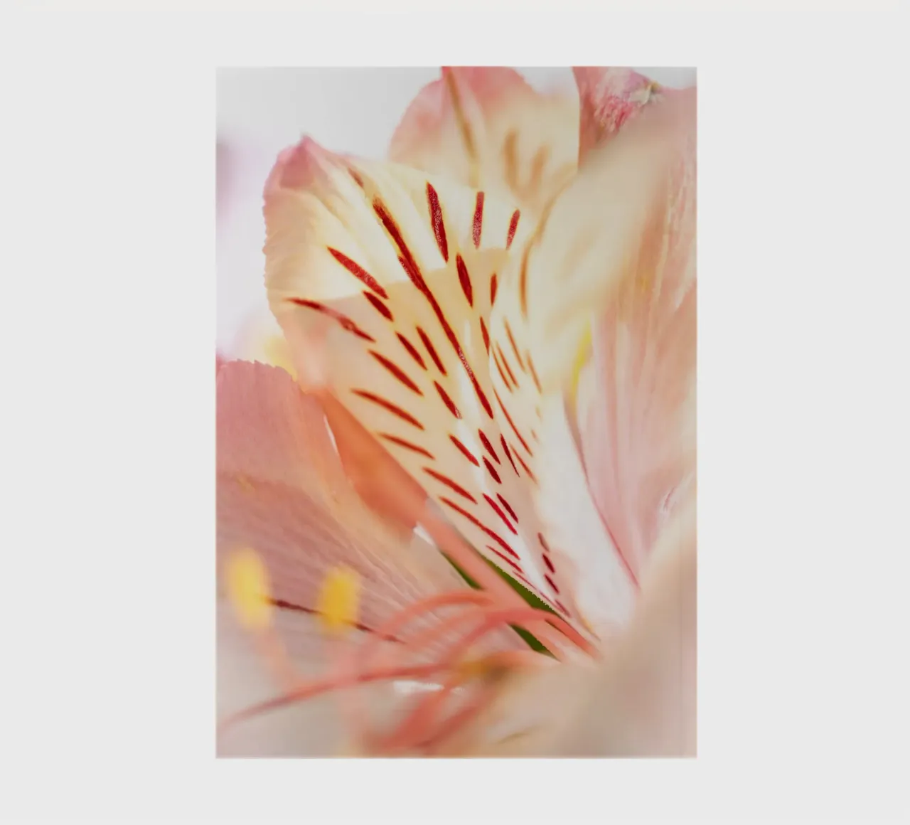 flora studies #12 notebook by rafael campezato
