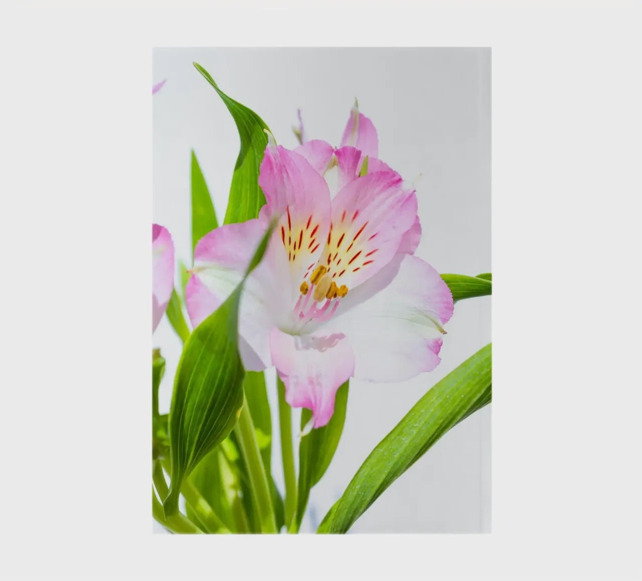 flora studies #13 notebook by rafael campezato