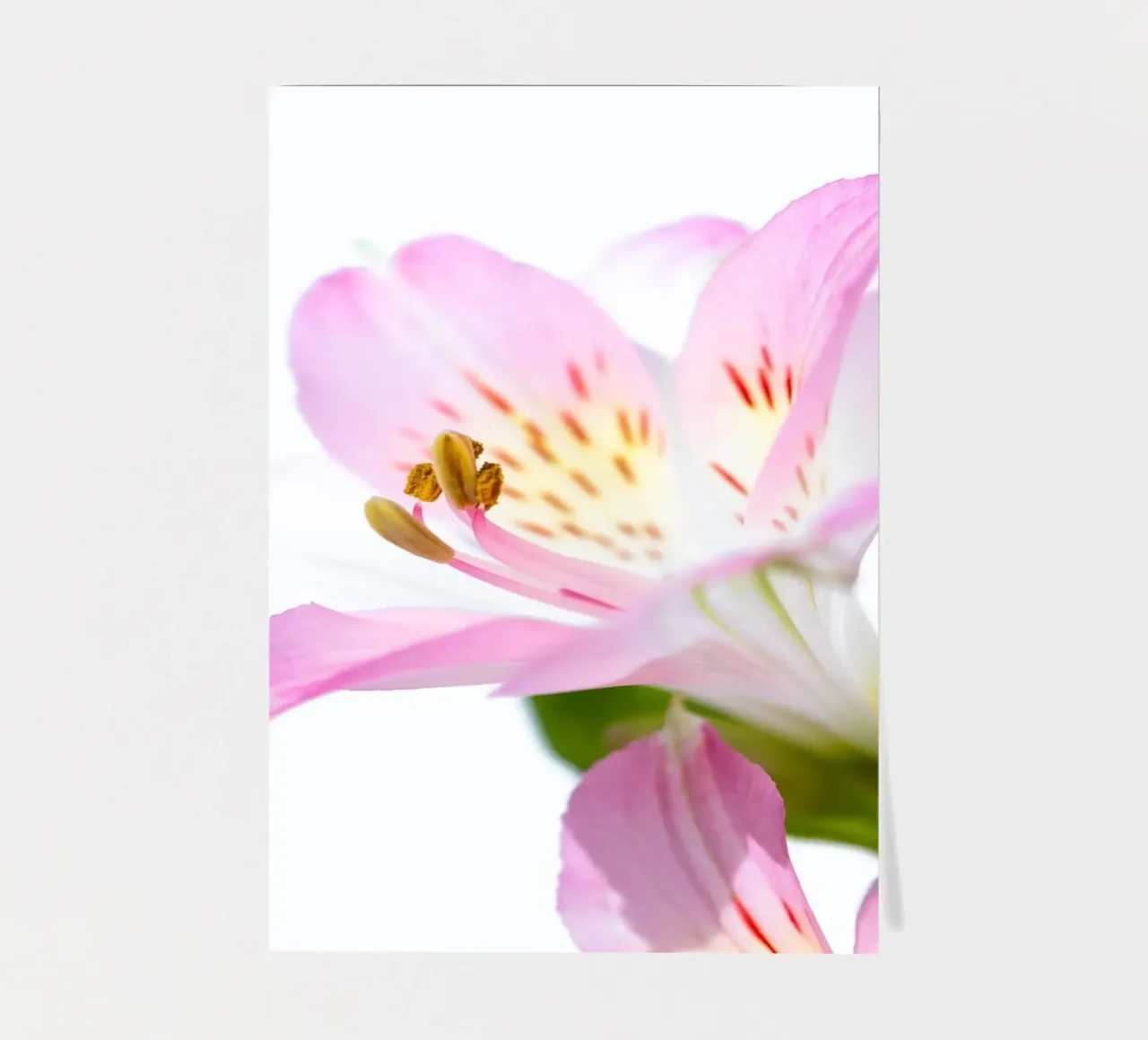 flora studies #14 stickervel van rafael campezato