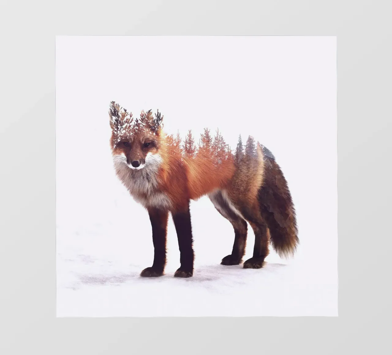 Winter Fox pellicola backlit da pegessert