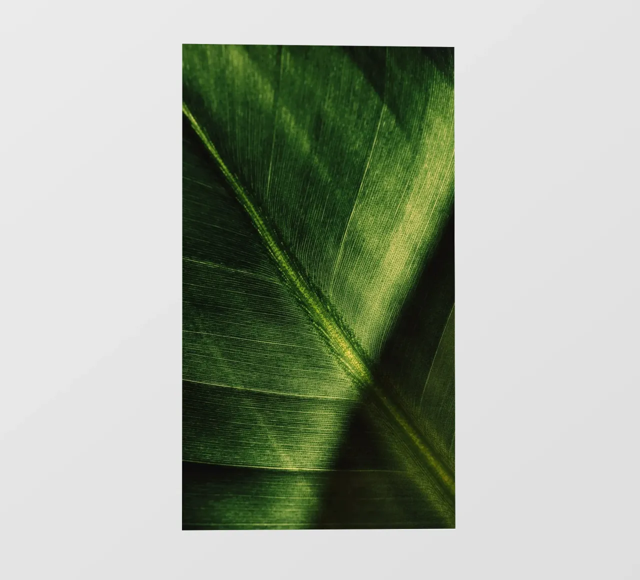 bladplant fotobehang van Earthly Visions