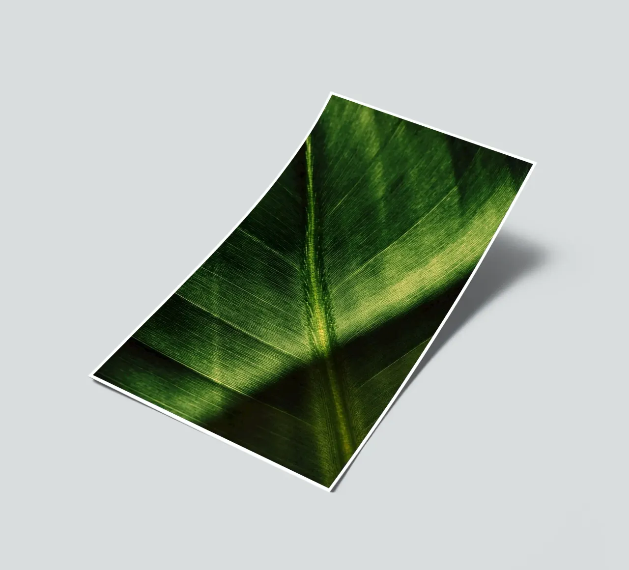 leaf plant sticker sheet by Earthly Visions