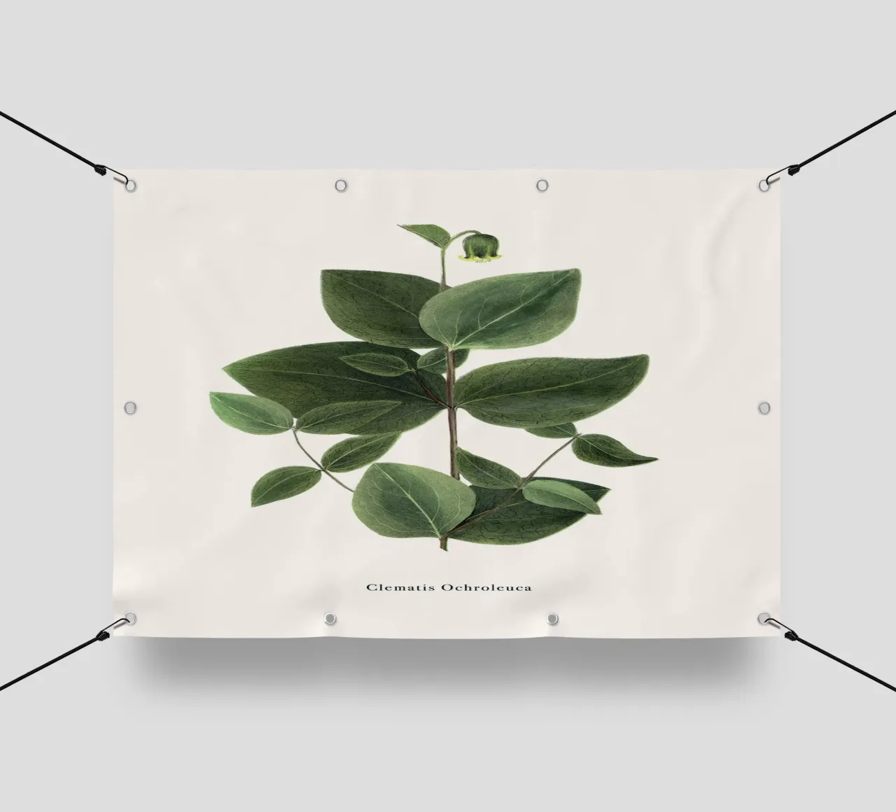 pianta botanica clematide telo in pvc da Ben King