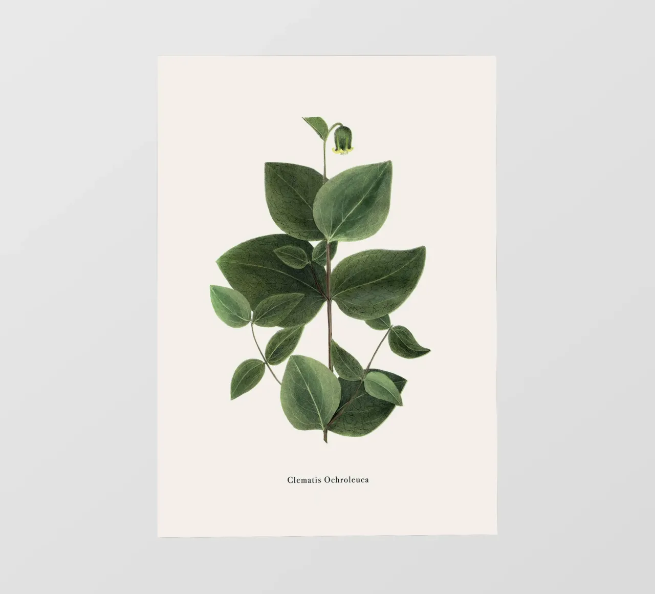 pianta botanica clematide telo in pvc da Ben King