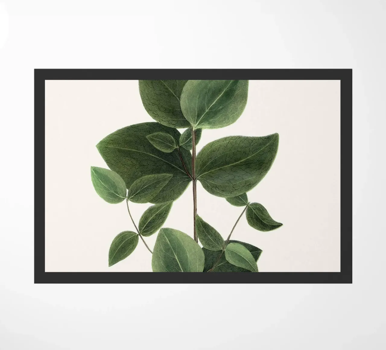 pianta botanica clematide zerbino da Ben King