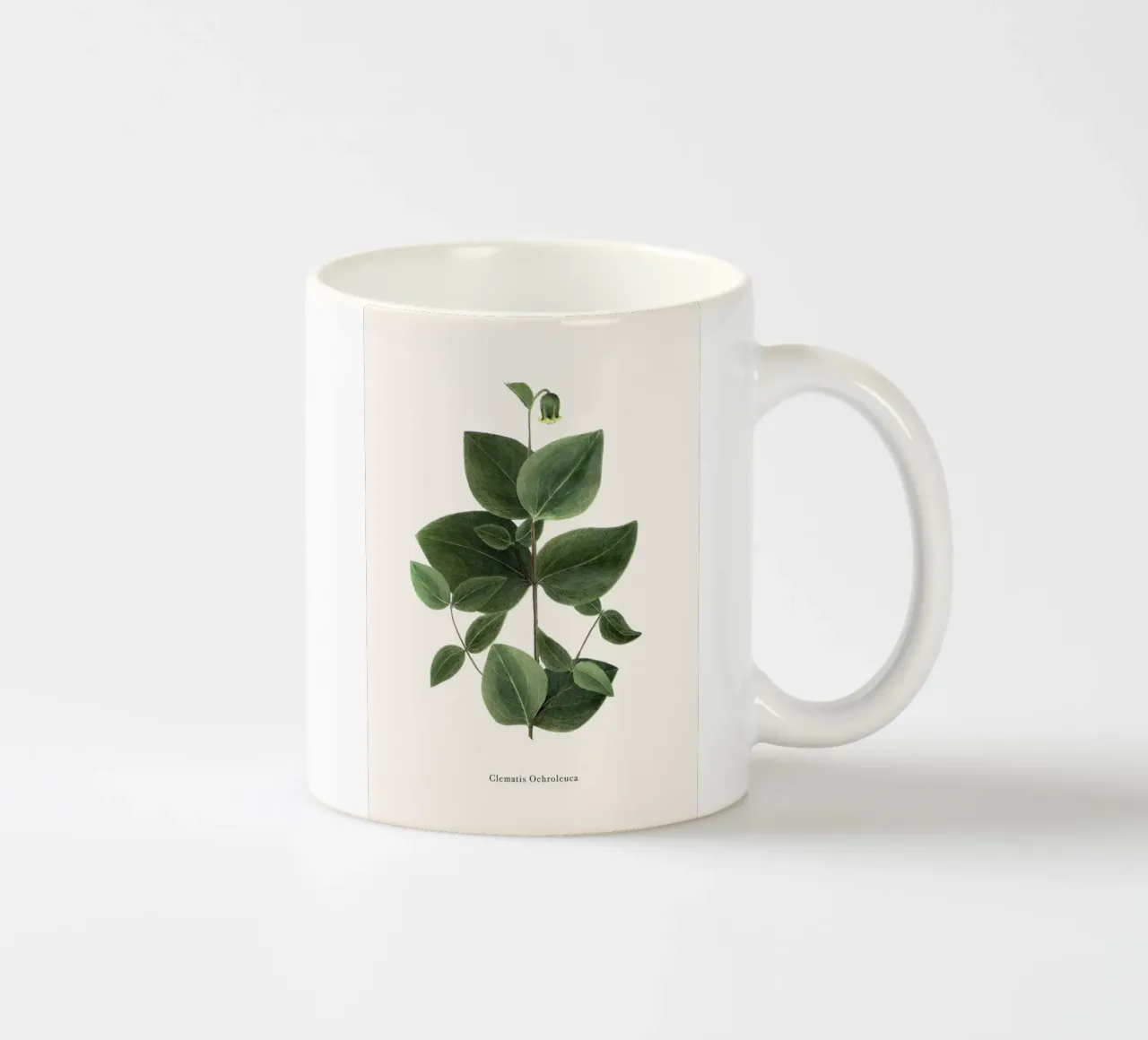 pianta botanica clematide tazza in ceramica da Ben King