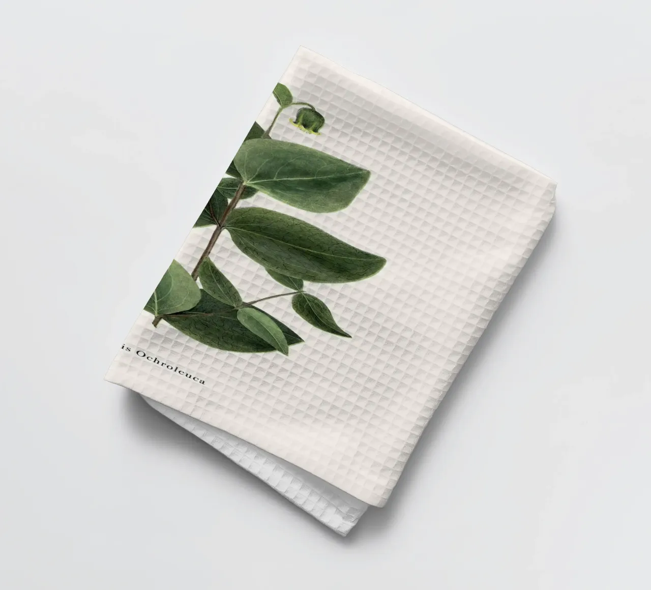 pianta botanica clematide canovaccio da cucina da Ben King