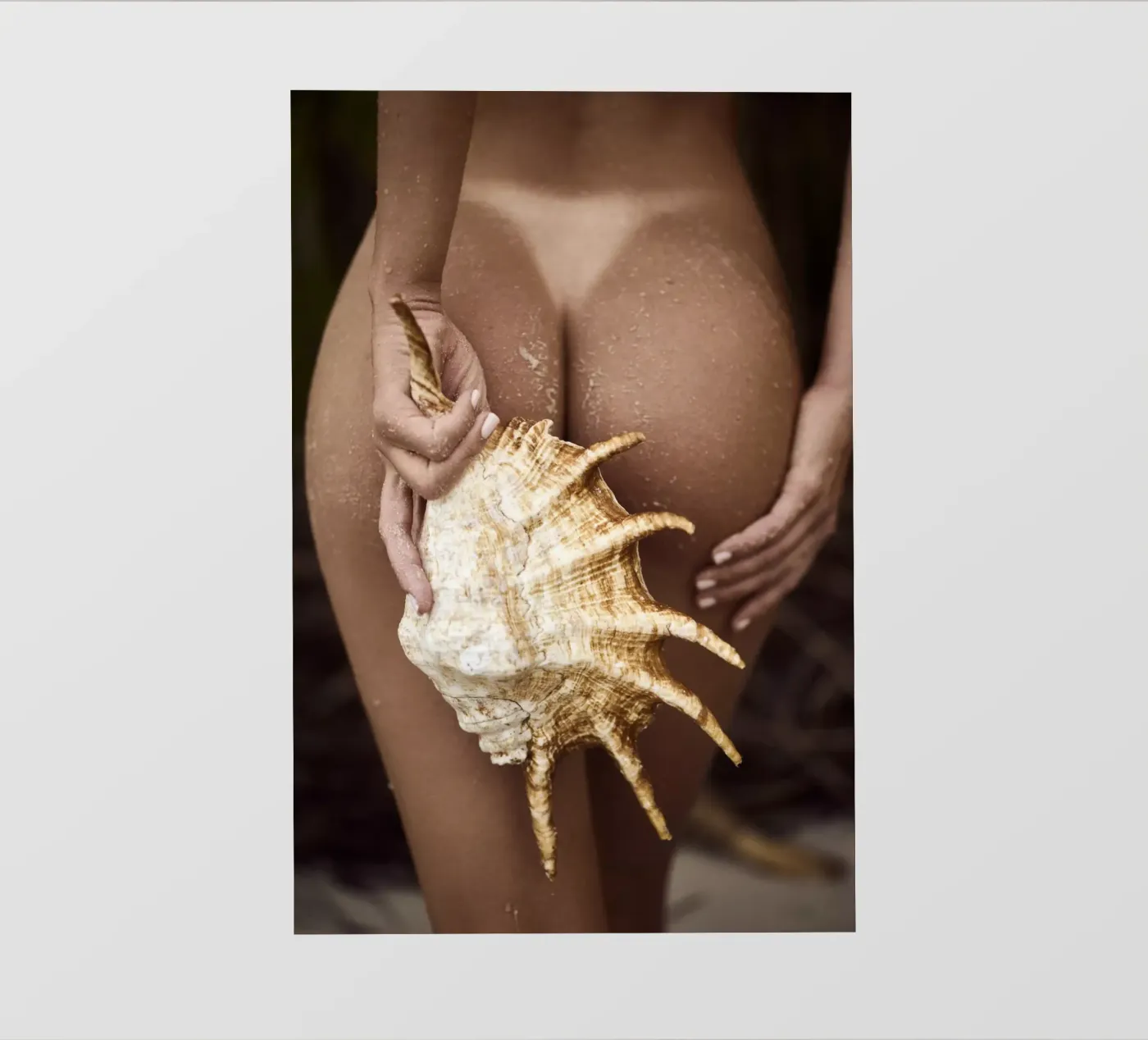 Seashell backlit folie van Marie Bärsch