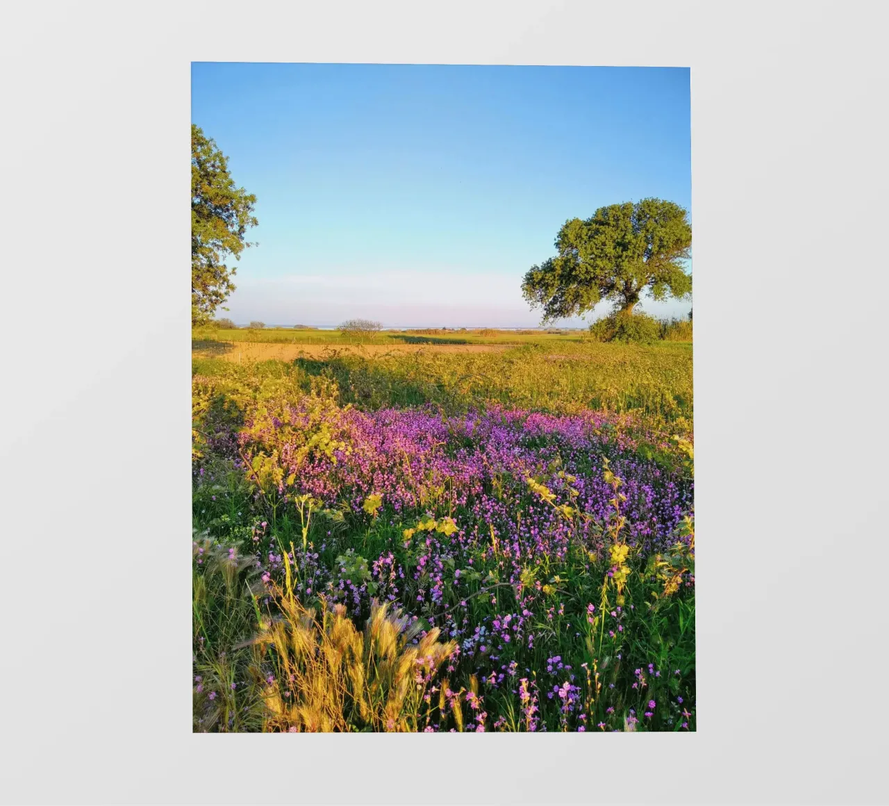 meadow vegetation pellicola backlit da cofa home