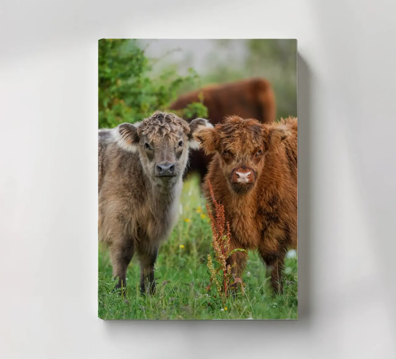 Highland cows notebook by Tom's Wildlife
