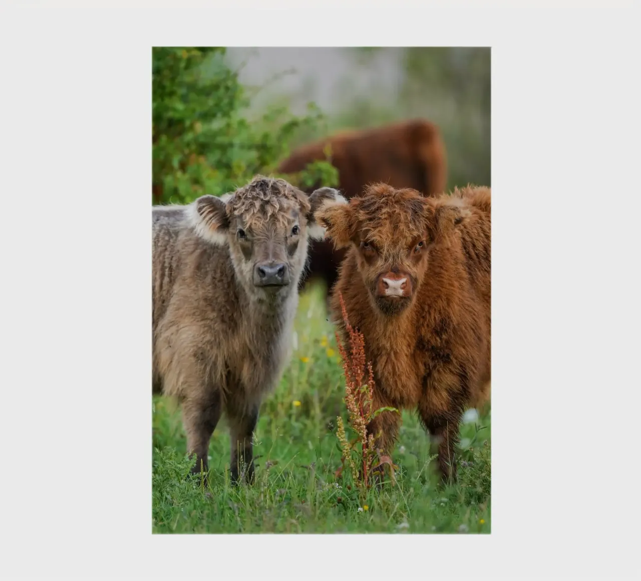 Highland cows notebook by Tom's Wildlife