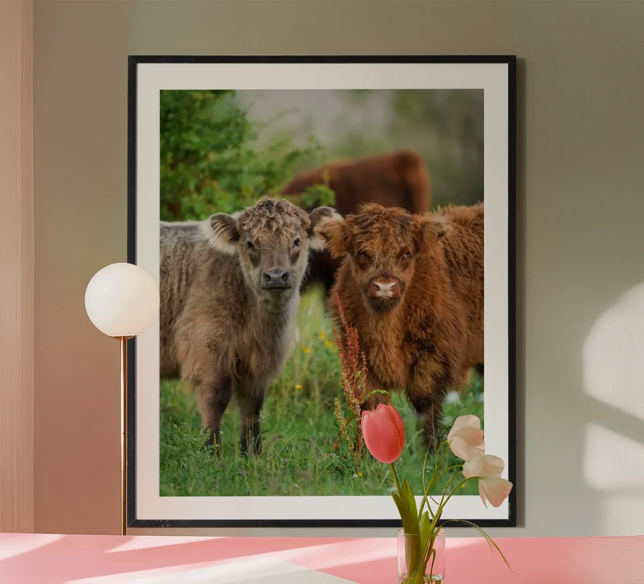 Vacche delle Highlands poster da Tom's Wildlife