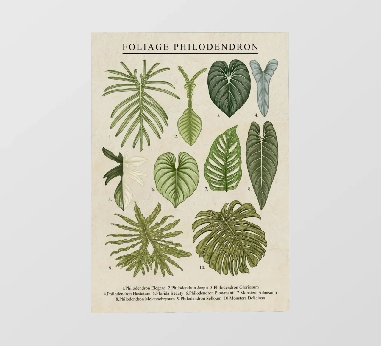 pianta di filodendro foglie illustrazione botanica pellicola backlit da Harley Wood