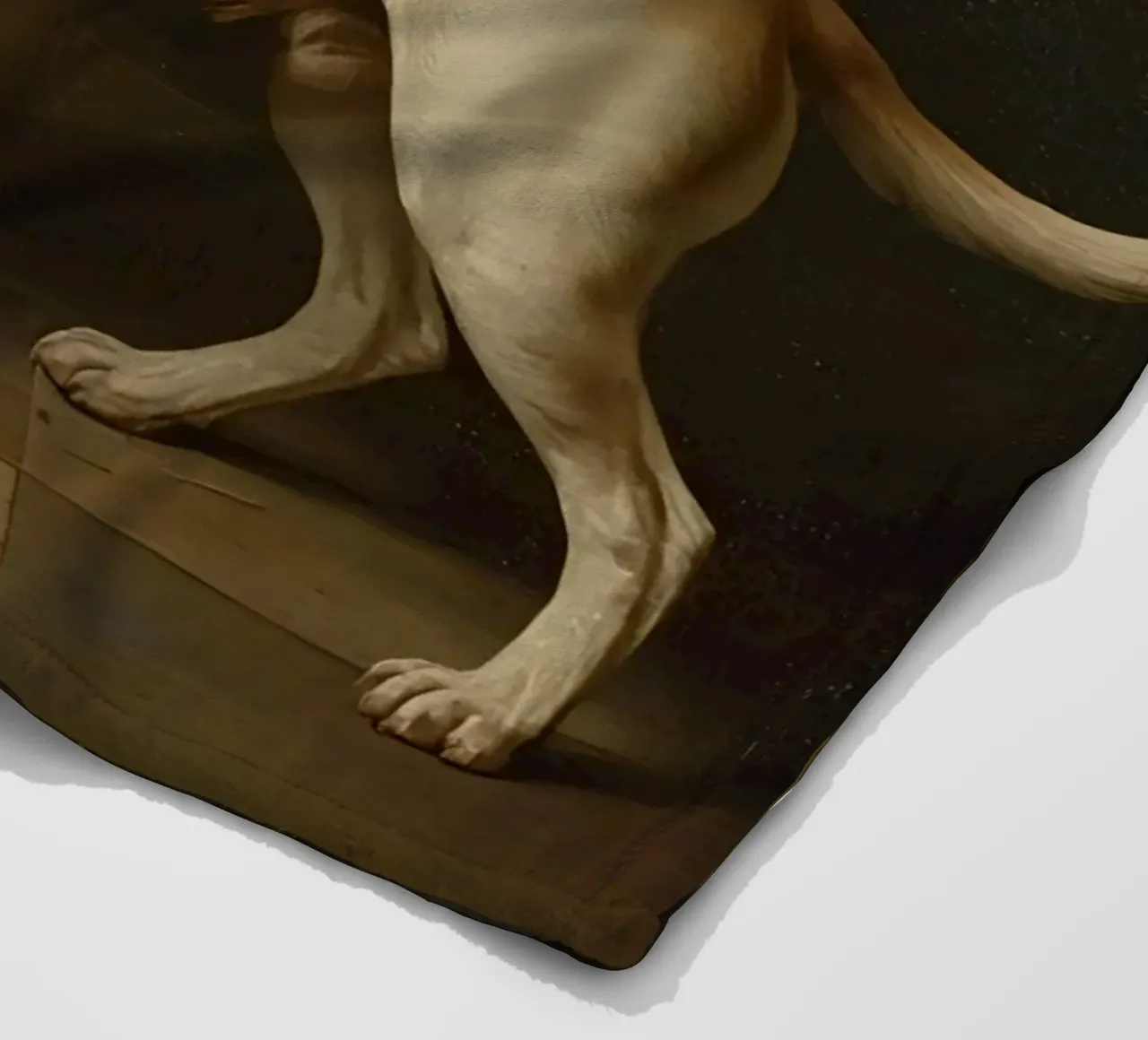 Cane giocoso che interagisce con una palla in una stanza poco illuminata coperta in pile da DesignDoodle