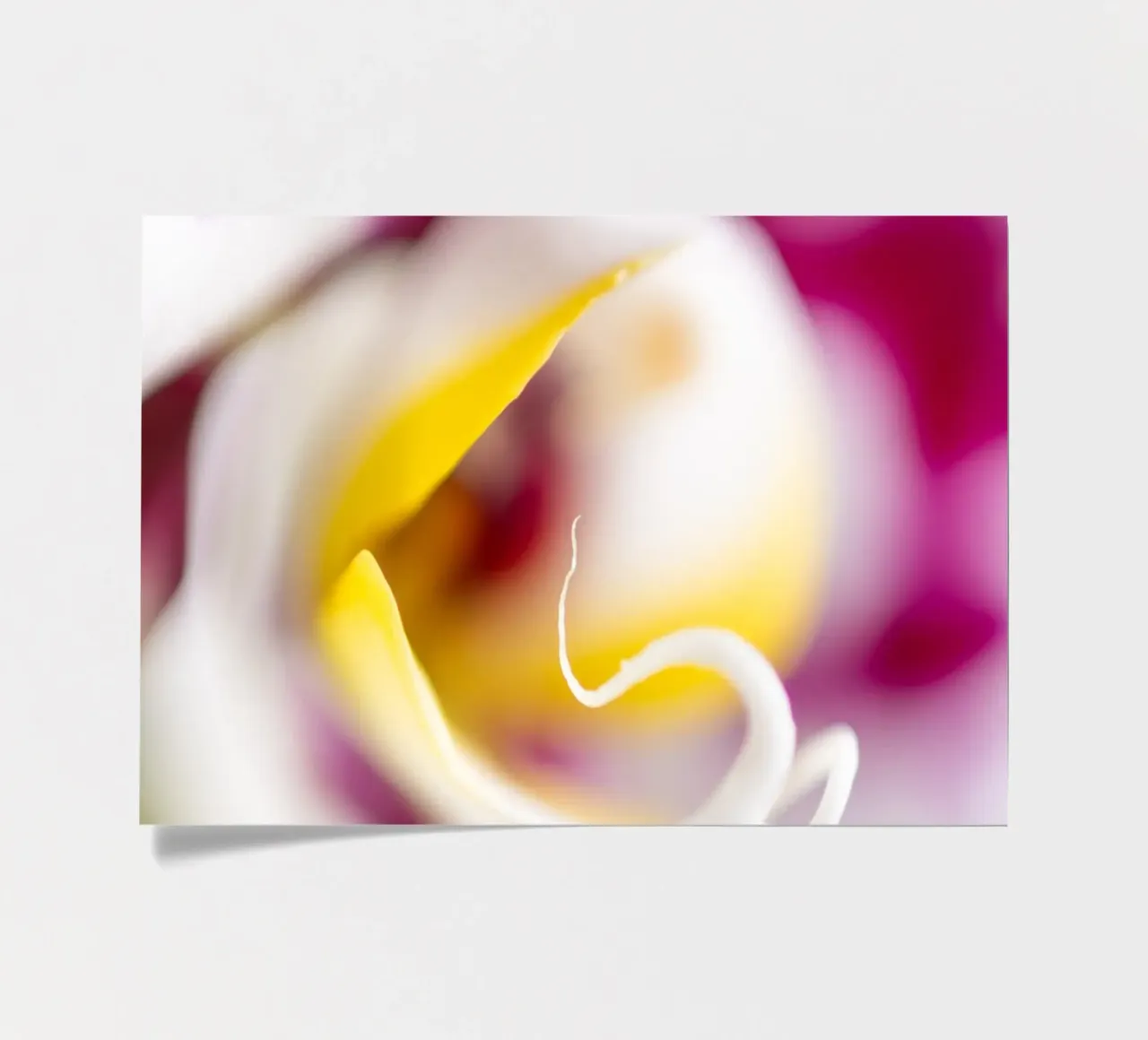 Orchidea #4 foglio adesivo da rafael campezato