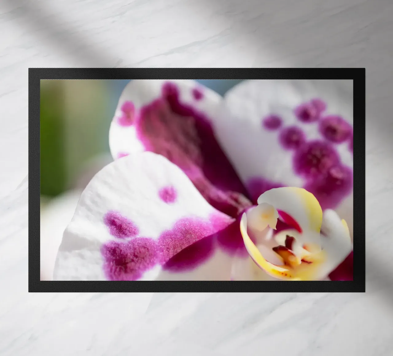 Orchidea #5 zerbino da rafael campezato