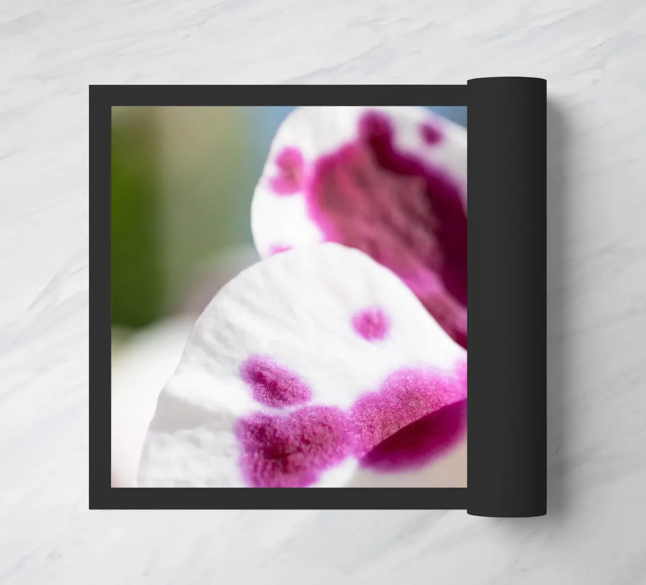 Orchidea #5 zerbino da rafael campezato