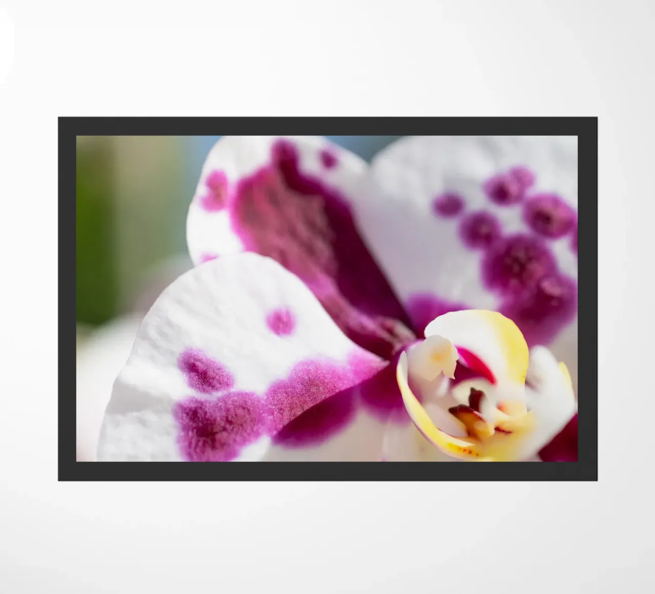 Orchidea #5 zerbino da rafael campezato