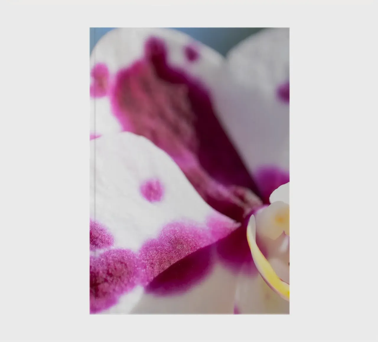 Orchidea #5 diario da rafael campezato