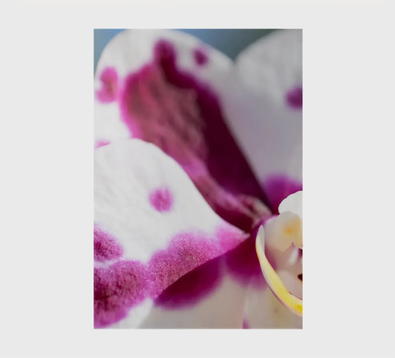 Orchidea #5 diario da rafael campezato