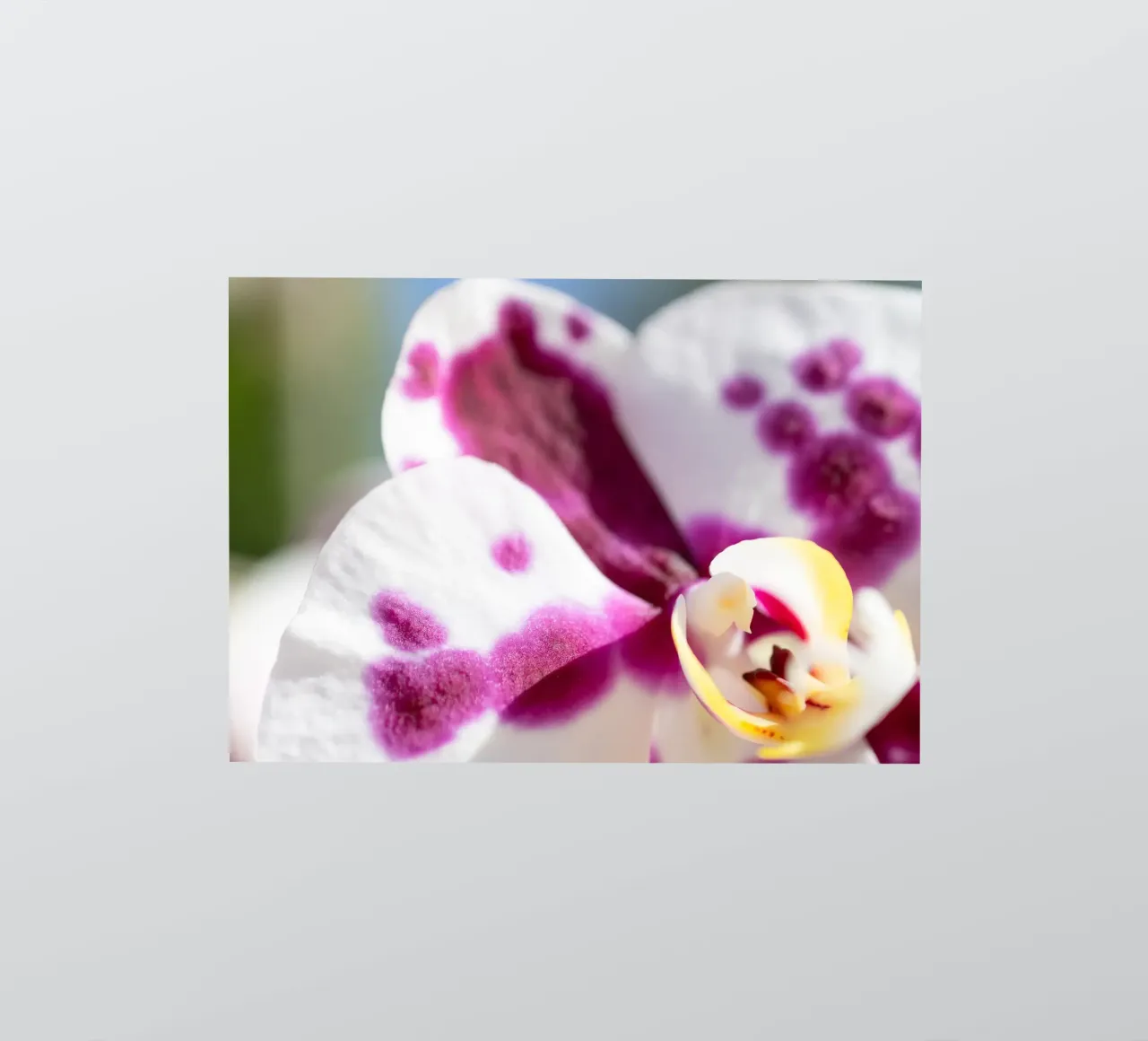 Orchidee #5 Sticker von rafael campezato