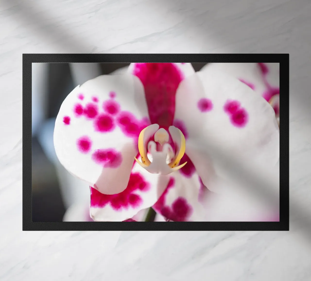 Orchidea #6 zerbino da rafael campezato