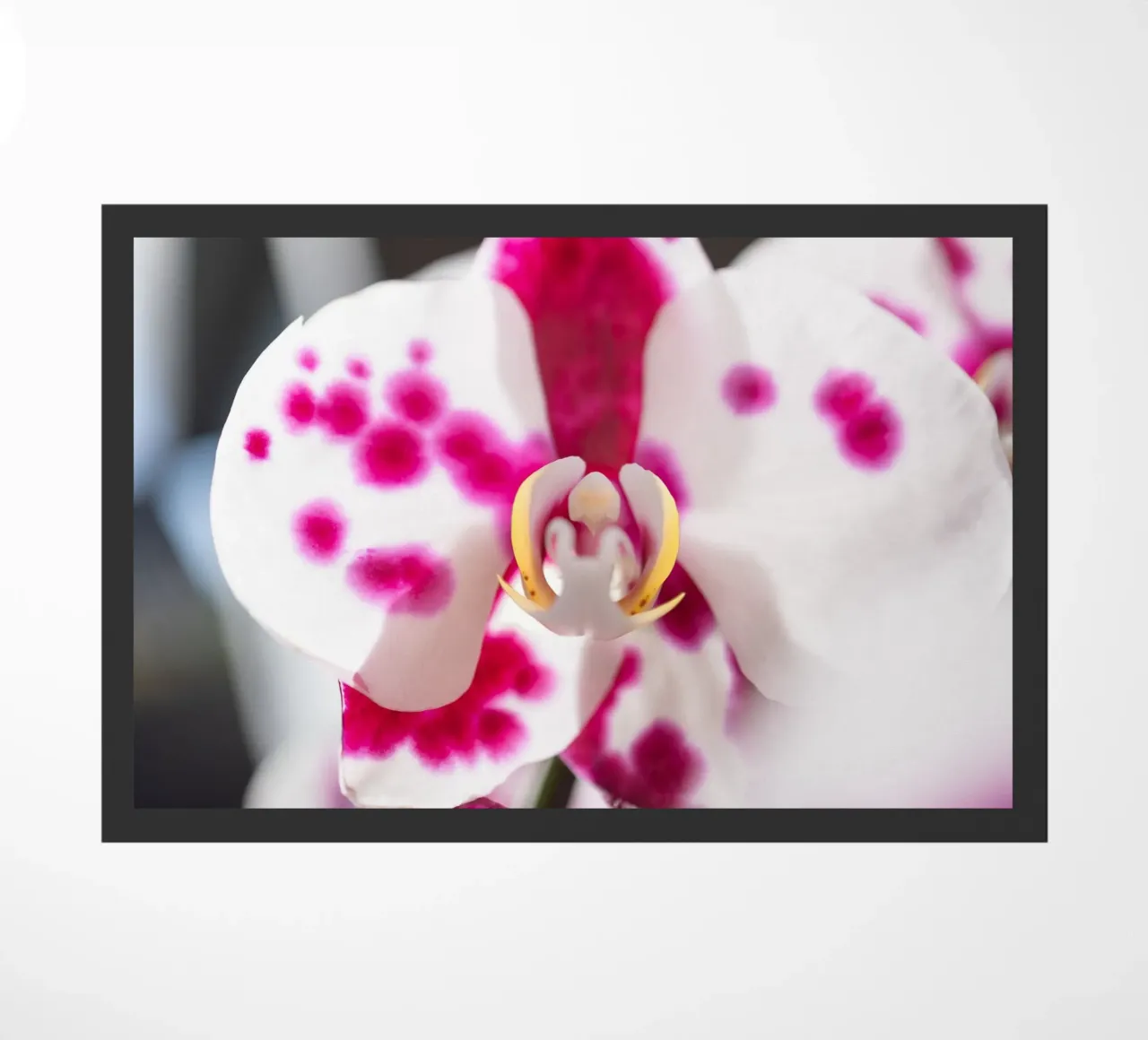 Orchidea #6 zerbino da rafael campezato