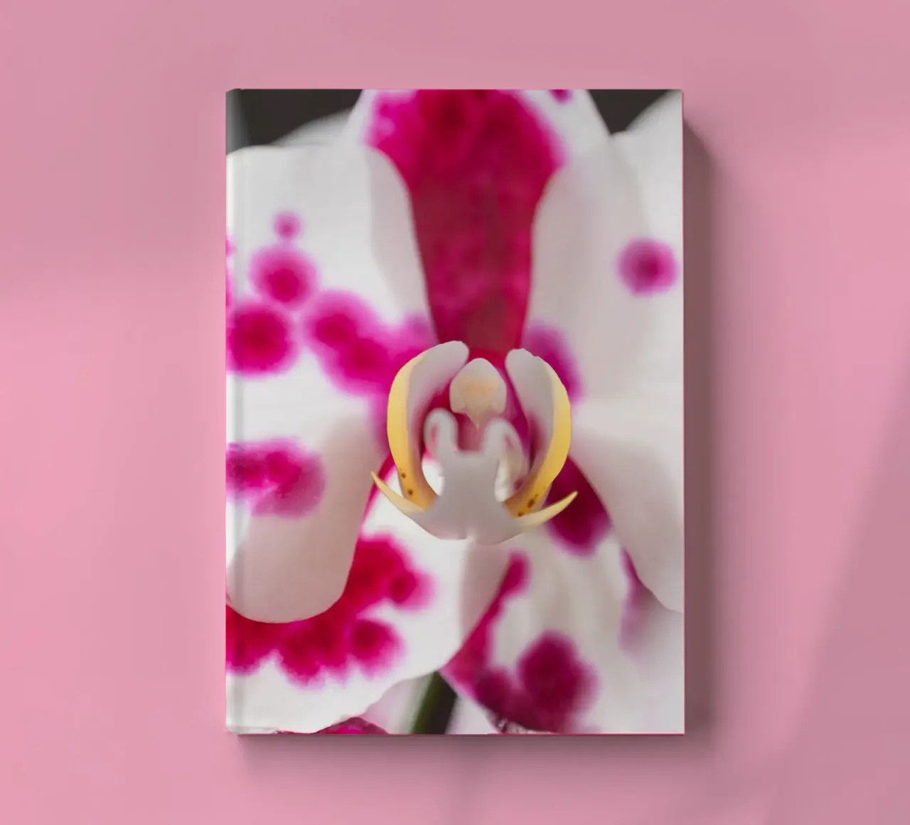 Orchidea #6 diario da rafael campezato
