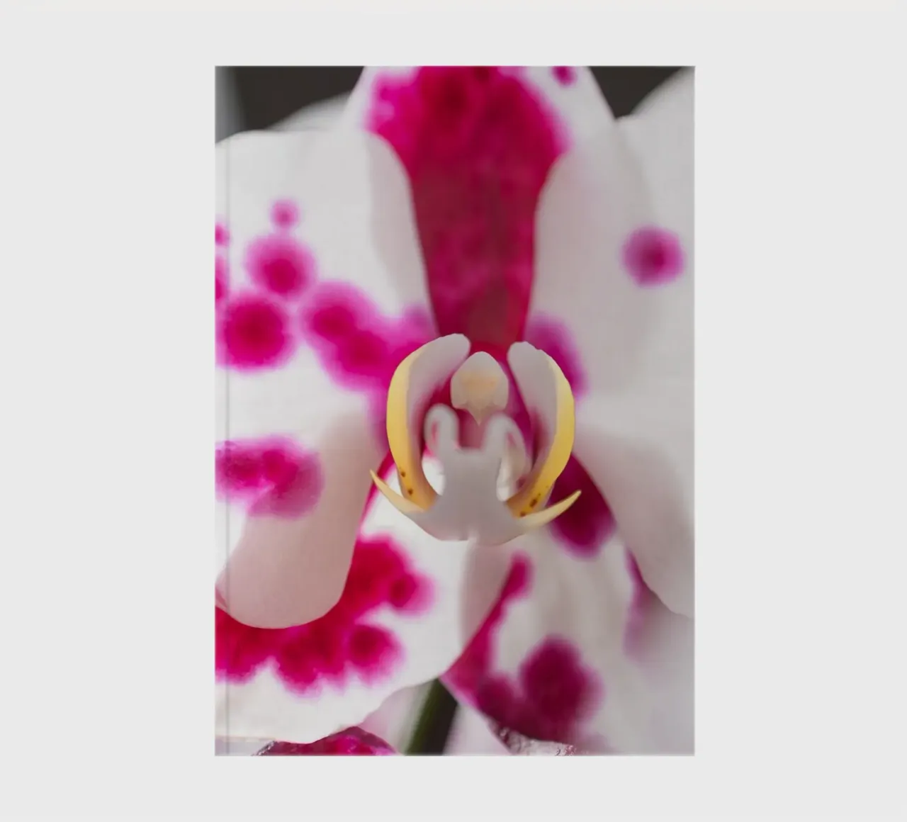 Orchidea #6 diario da rafael campezato