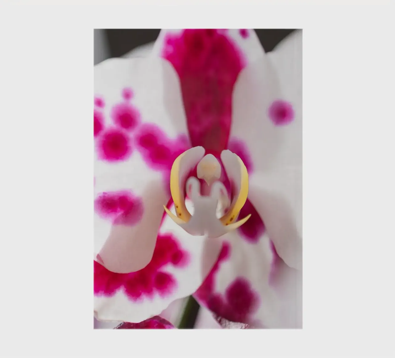 Orchidea #6 diario da rafael campezato