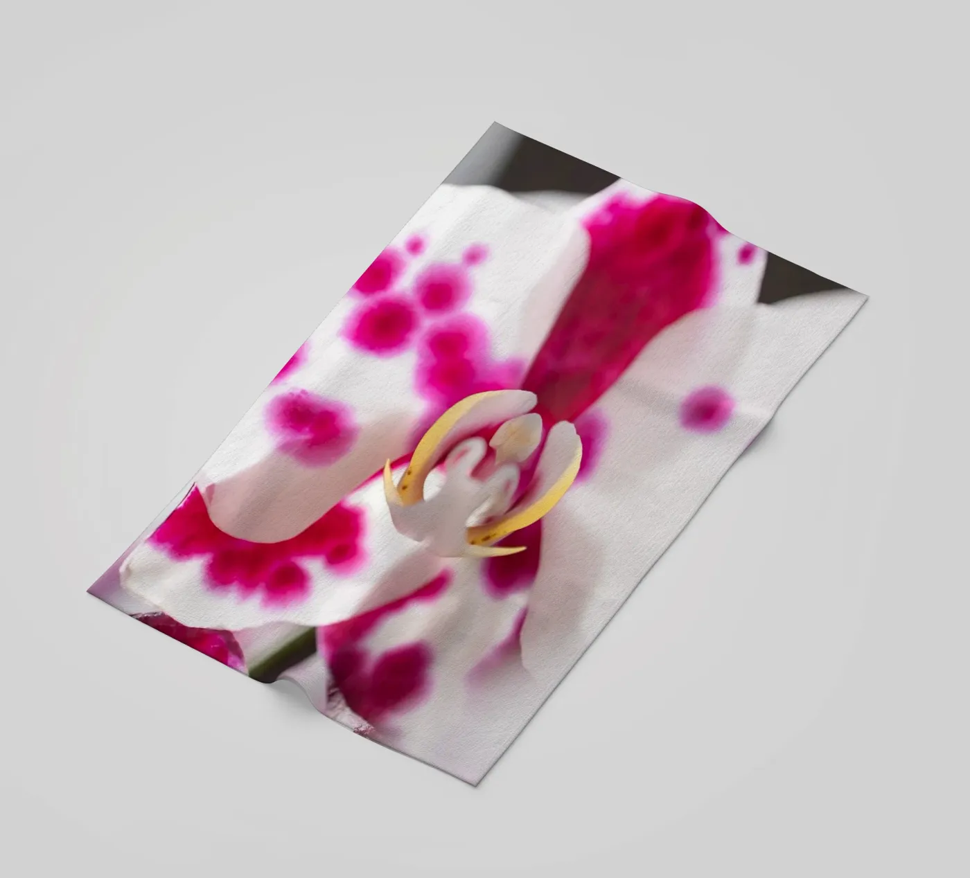 Orchidea #6 telo mare da rafael campezato