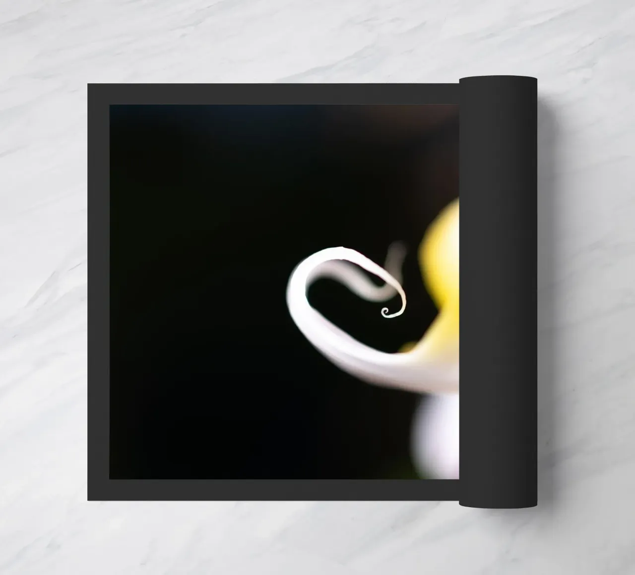 Orchidea #7 zerbino da rafael campezato