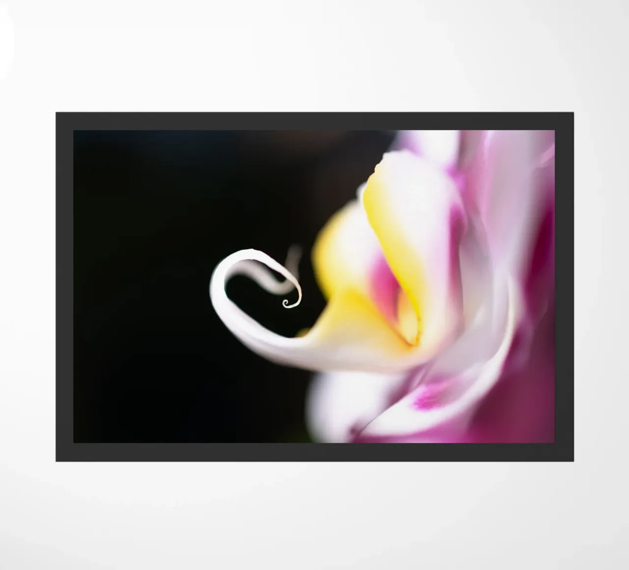 Orchidea #7 zerbino da rafael campezato