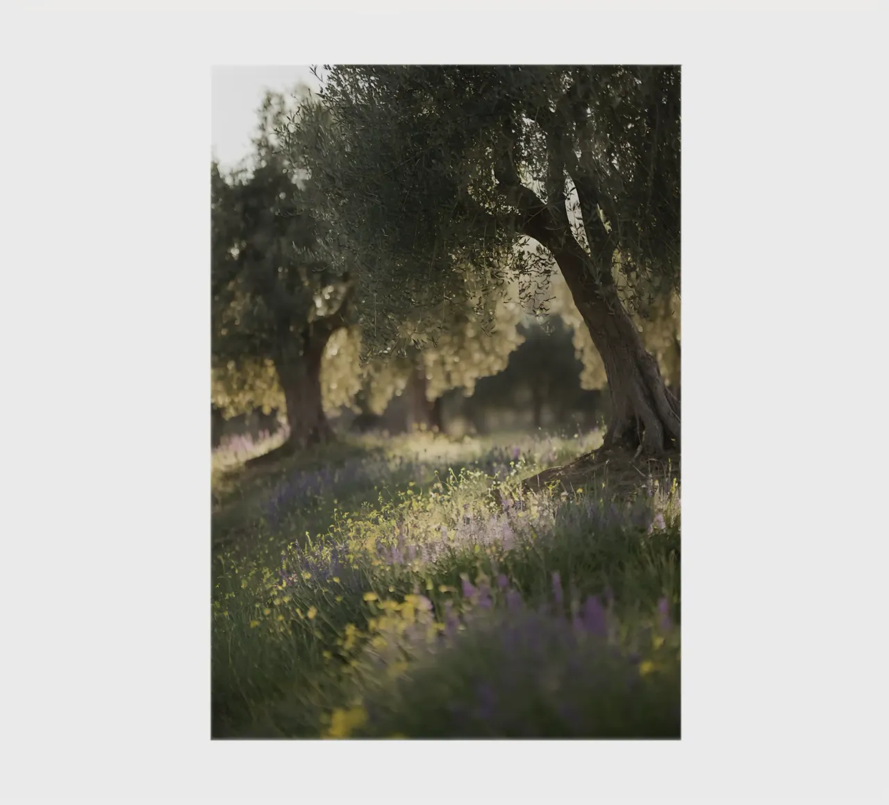 Oliveti e fiori selvatici al sole diario da Casa Limon