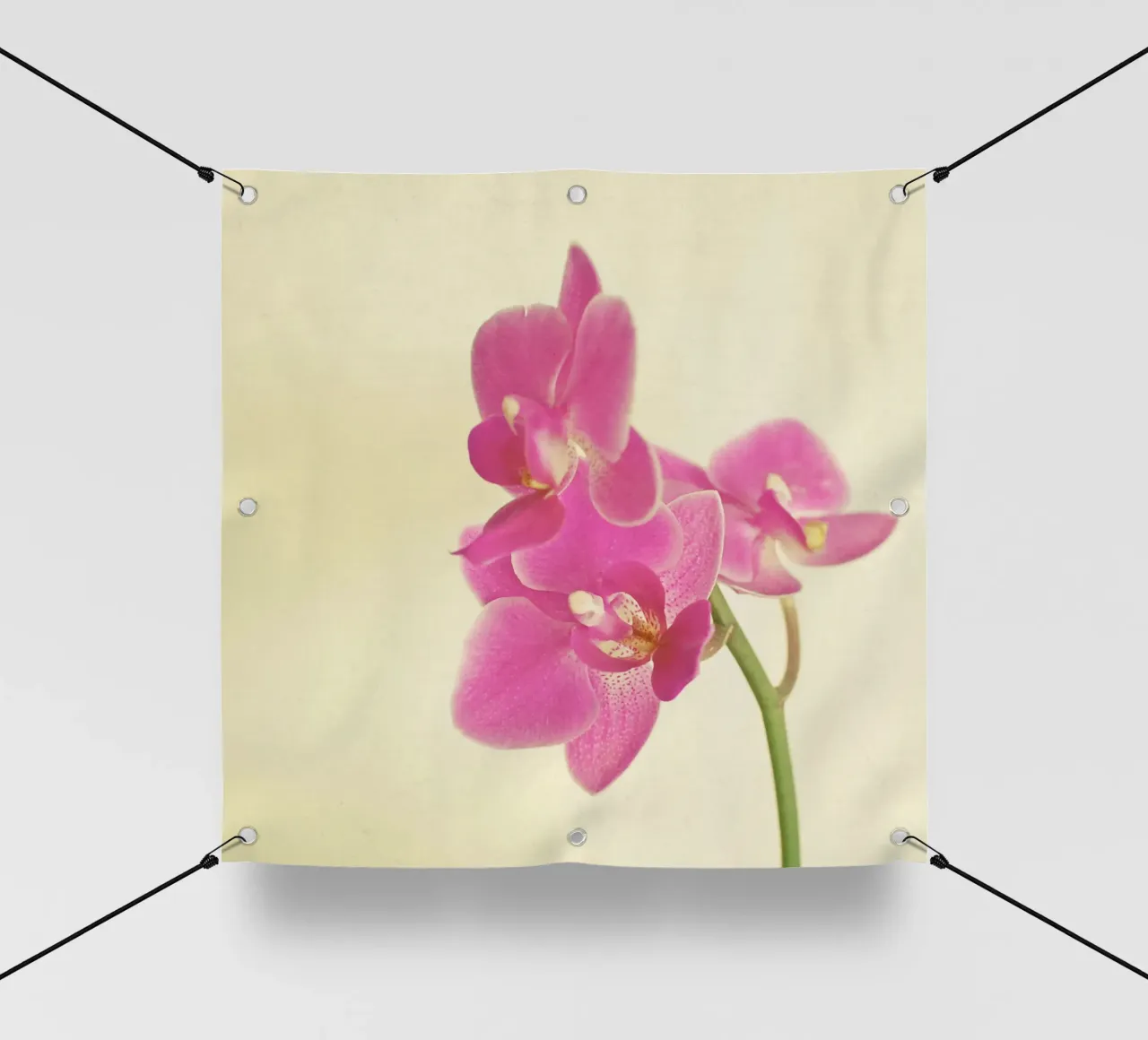 Orchidea rosa telo in pvc da Cassia Beck Photography