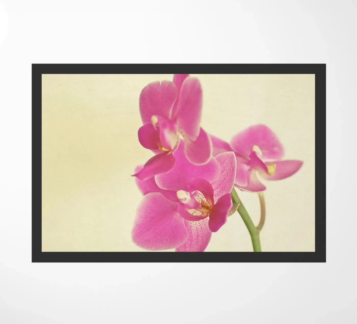 Pink Orchid zerbino da Cassia Beck Photography