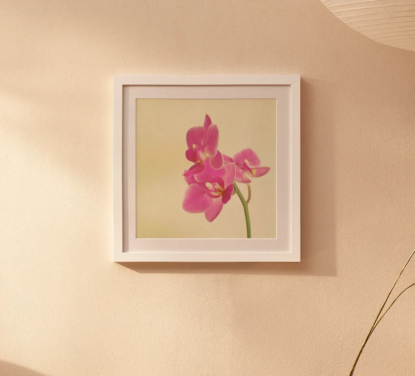Orchidea rosa poster da Cassia Beck Photography