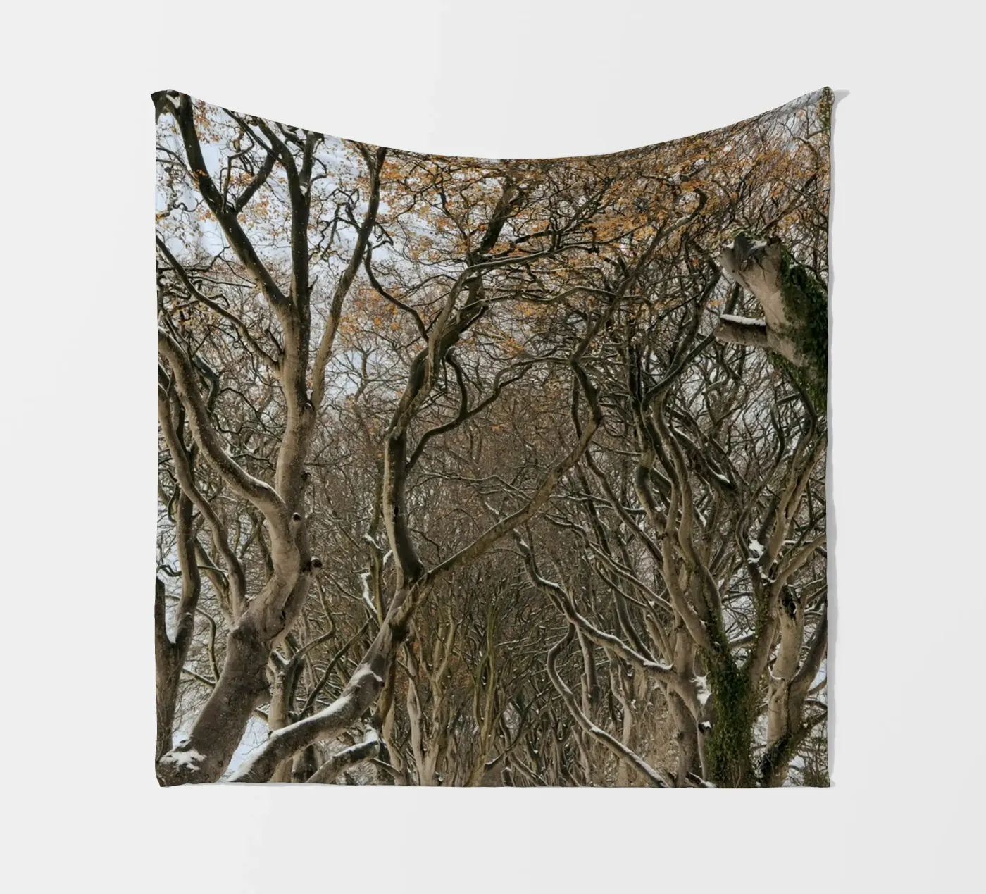 strada degli alberi coperta in pile da Earthly Visions