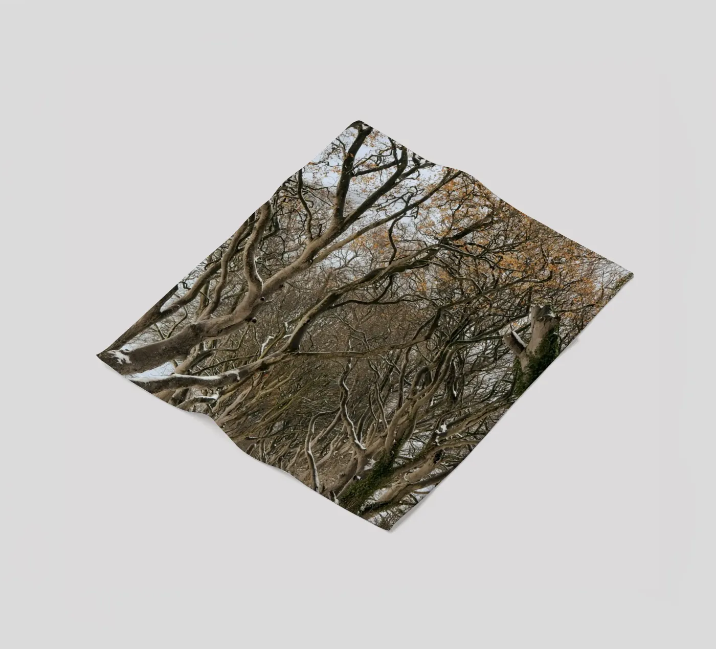 strada degli alberi coperta in pile da Earthly Visions