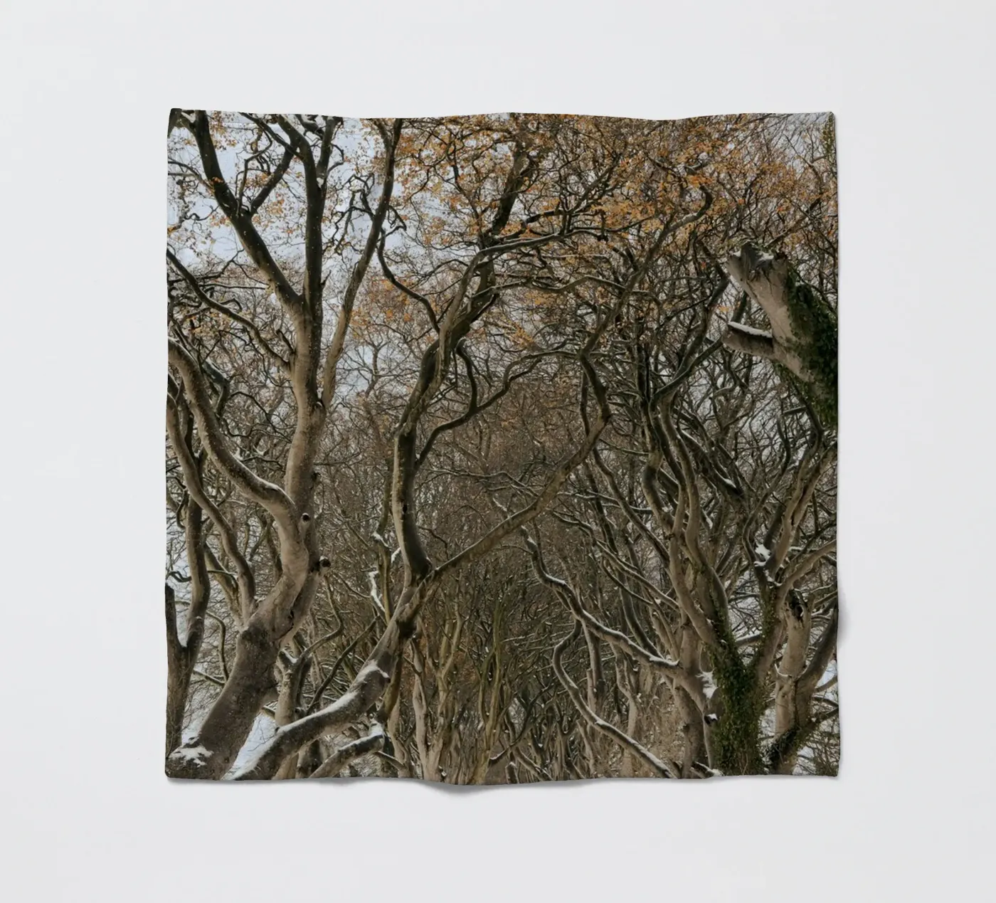 strada degli alberi coperta in pile da Earthly Visions