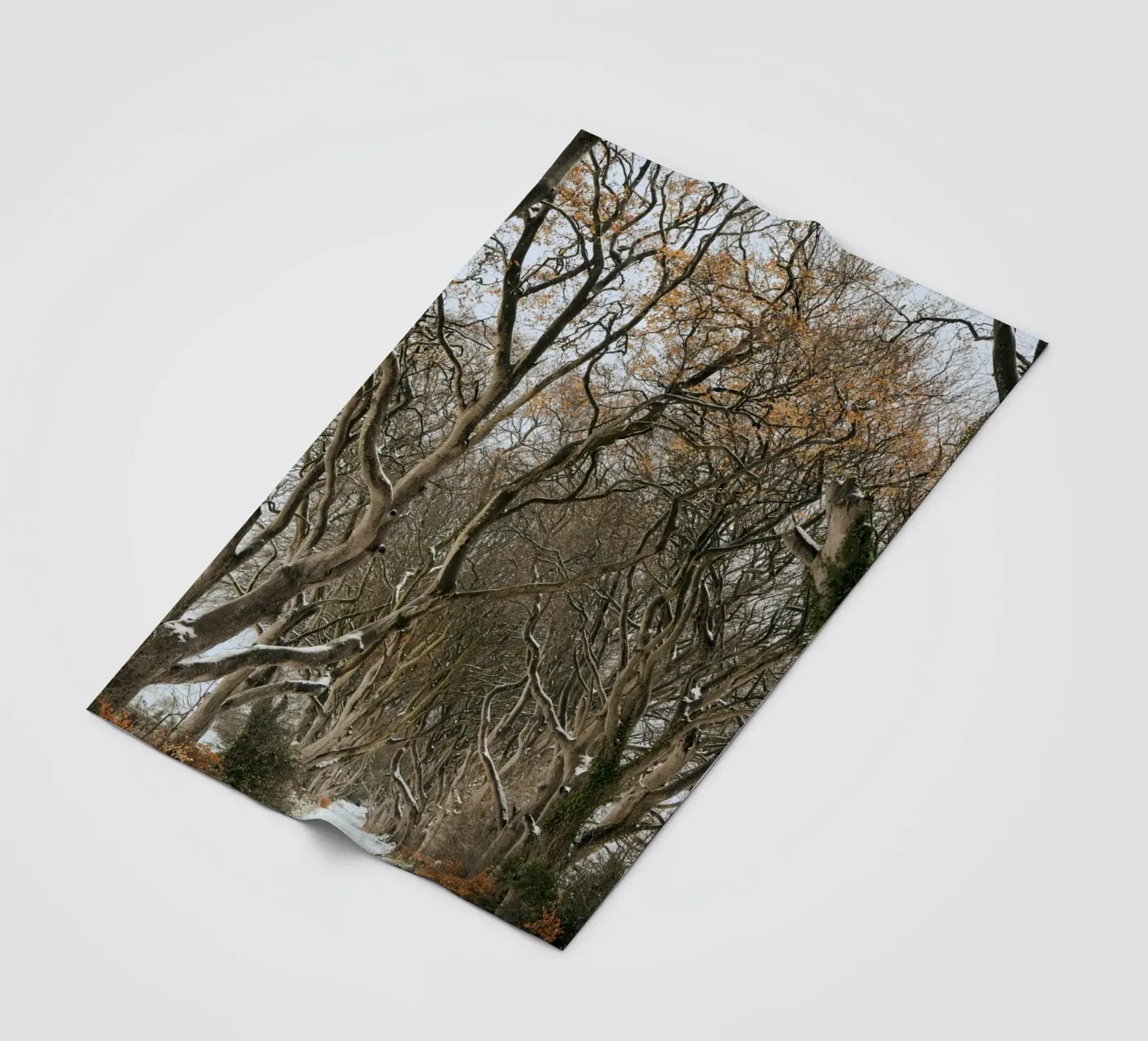 strada degli alberi coperta in pile da Earthly Visions