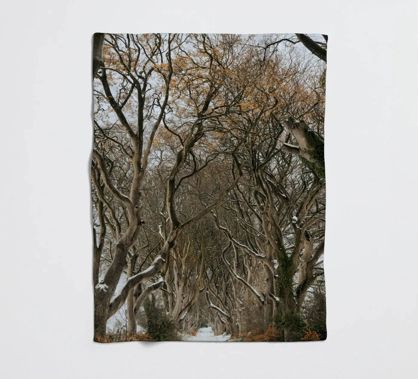 strada degli alberi coperta in pile da Earthly Visions