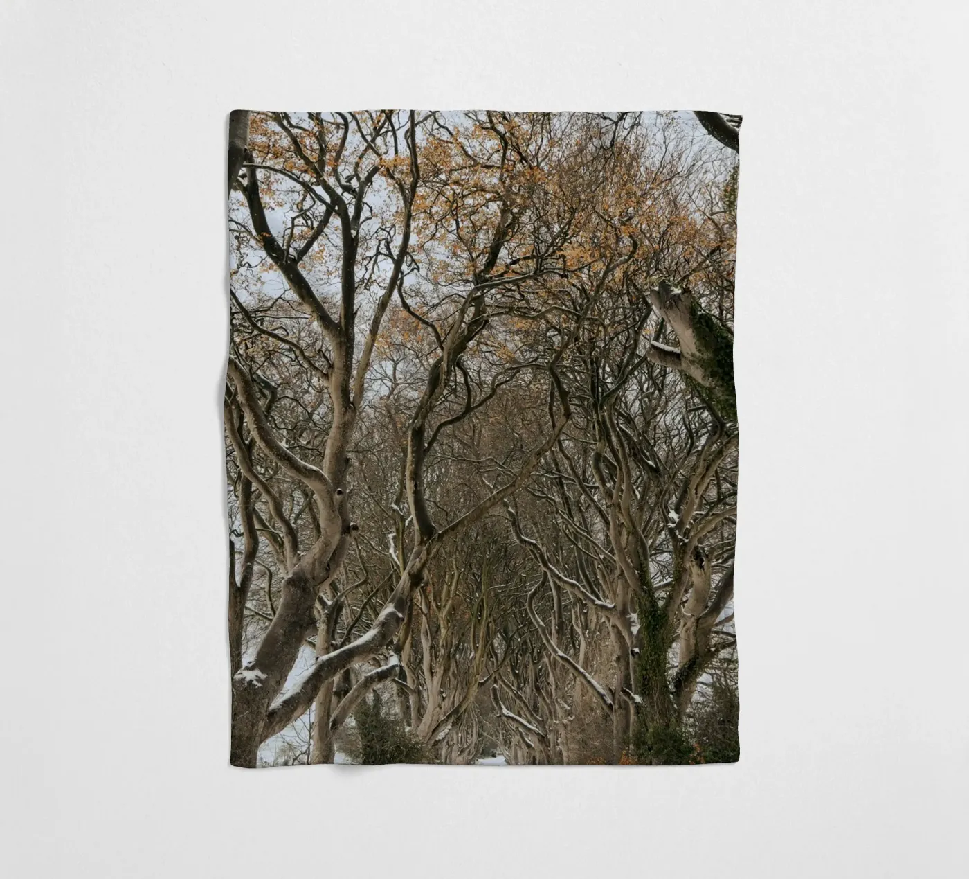 strada degli alberi coperta in pile da Earthly Visions