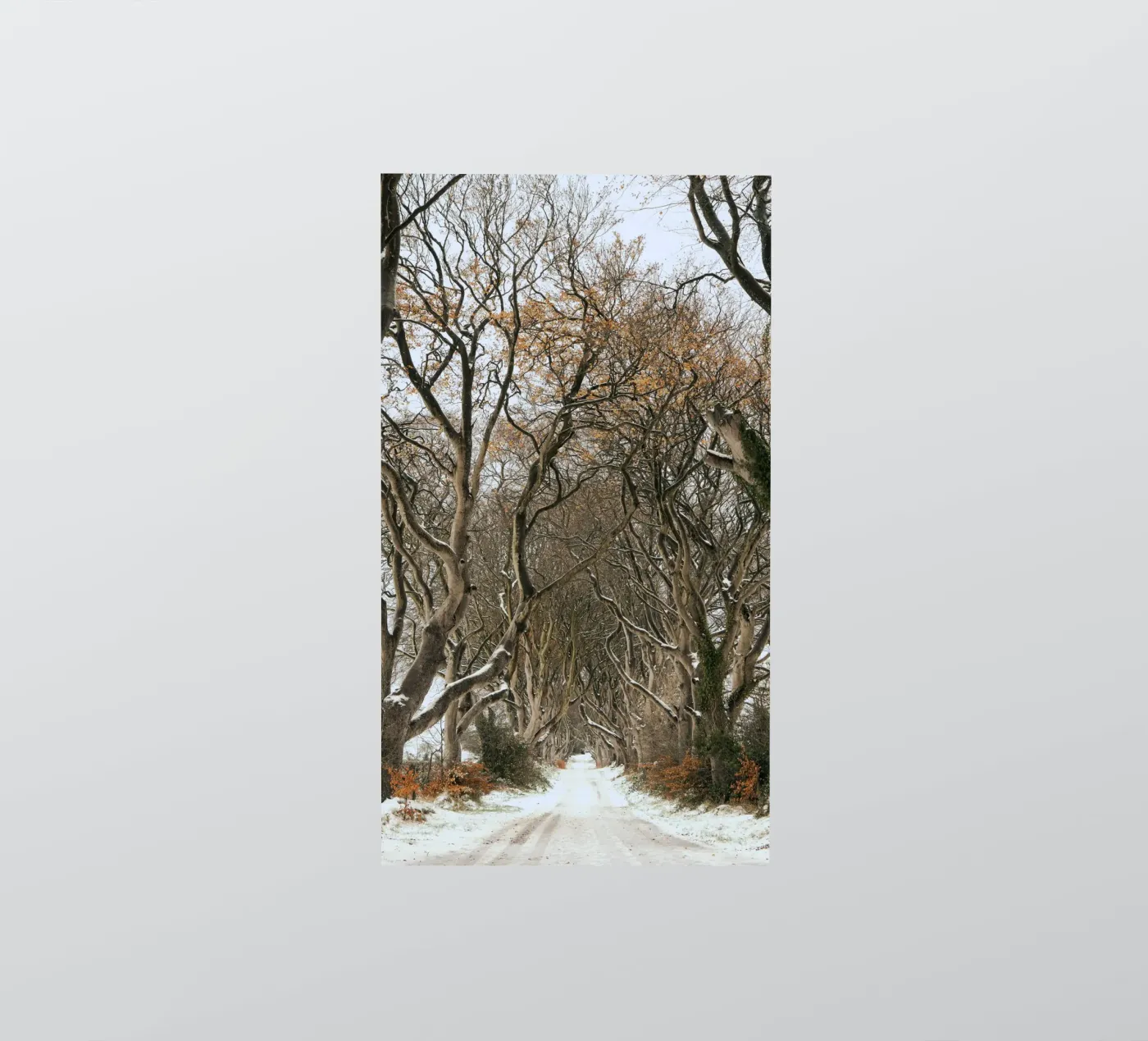 trees road sticker by Earthly Visions