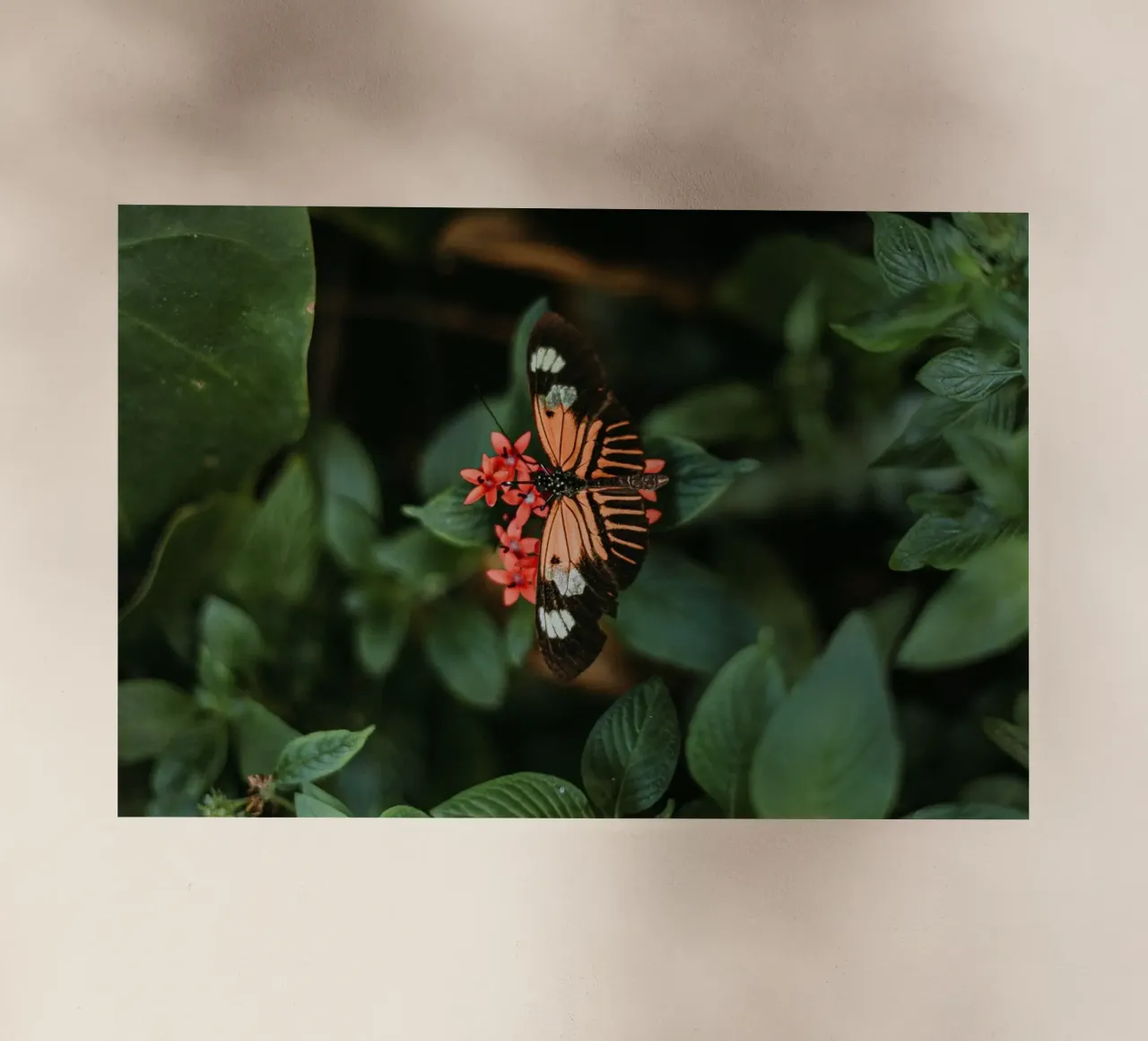 farfalla arancione pellicola backlit da Earthly Visions