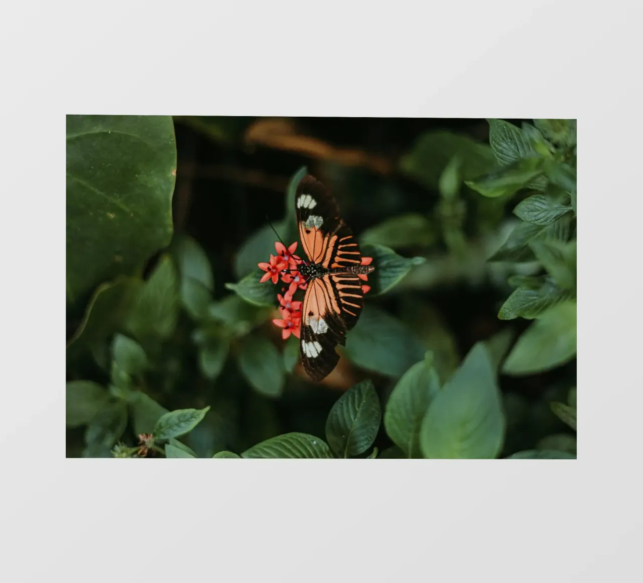 mariposa naranja papel para pared de Earthly Visions