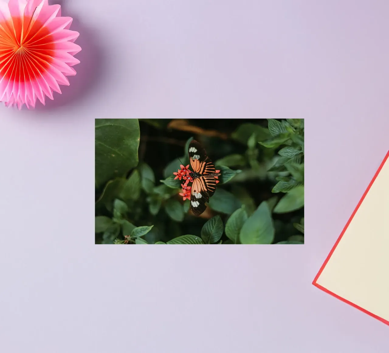 butterfly orange sticker by Earthly Visions