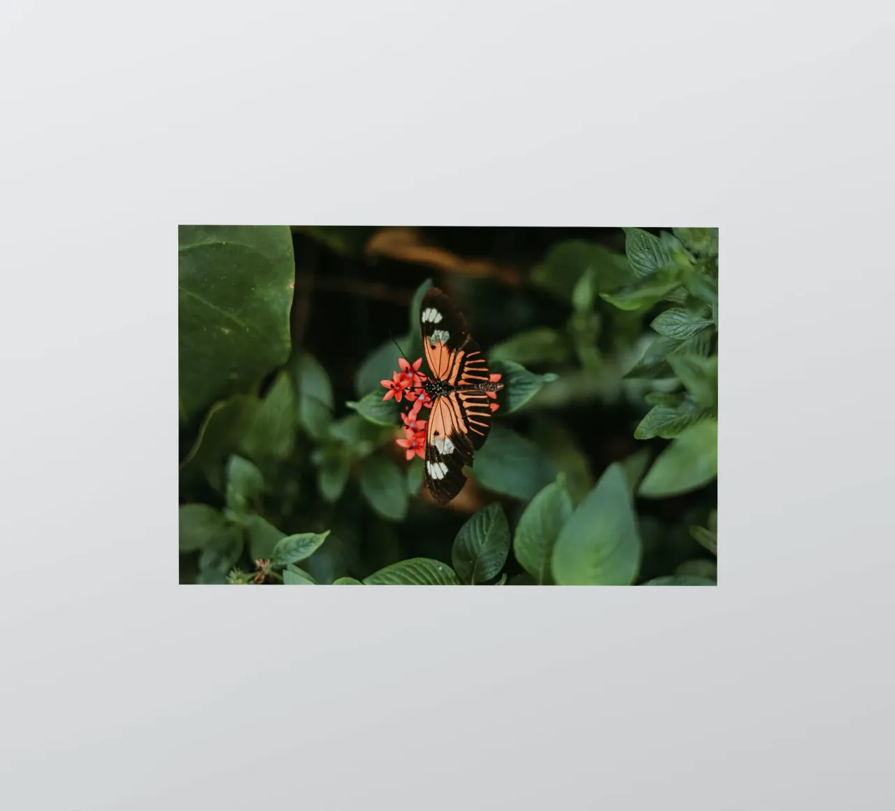 butterfly orange sticker by Earthly Visions