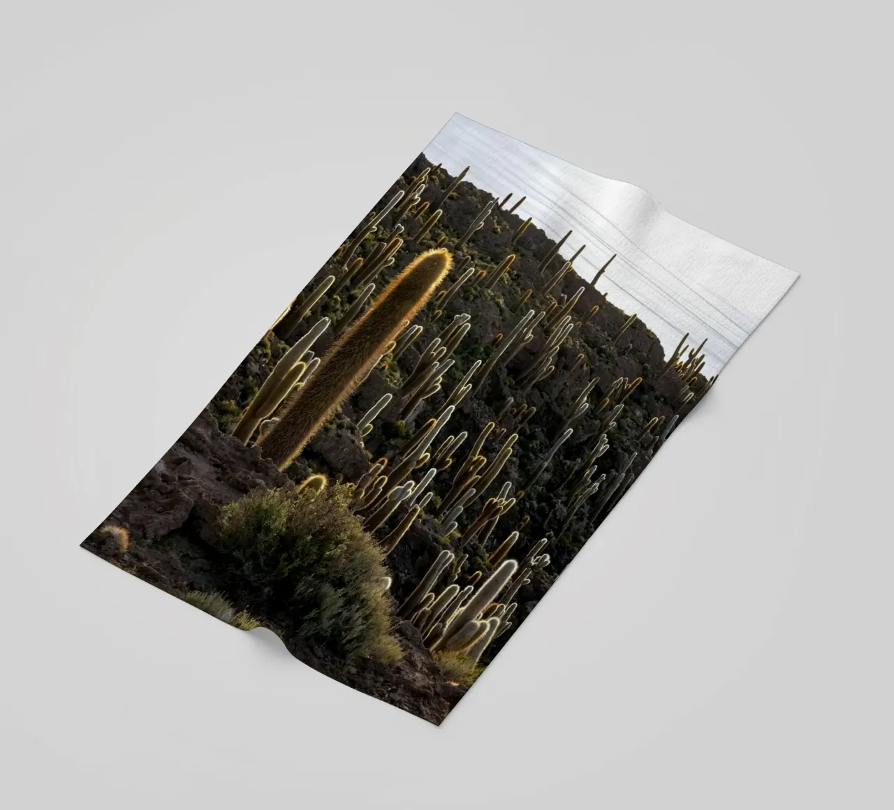 cactus del deserto telo mare da Earthly Visions