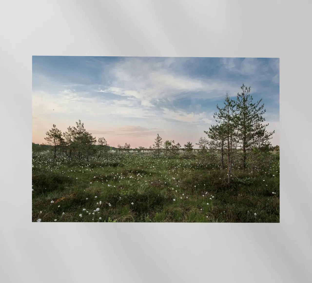 cotton grass marsh pellicola backlit da Horsire